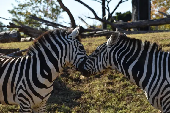 Казиния Казино Поддръжка